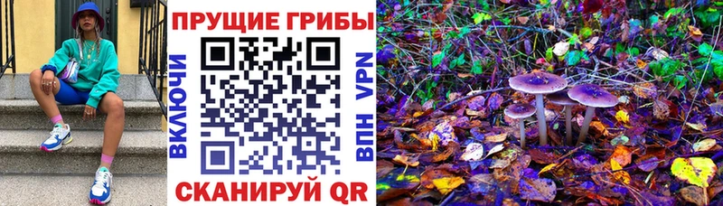 Купить закладки  Владимир  Галлюциногенные грибы Psilocybe 